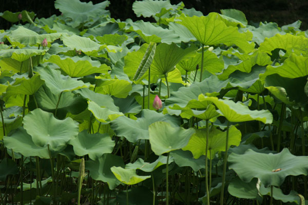 蓮花