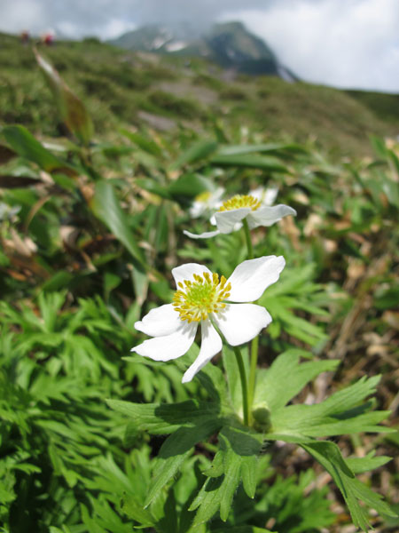 高山植物