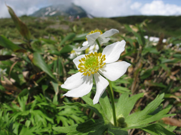 高山植物