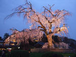 maruyamasakura.jpg