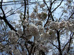 park_sakura1.jpg