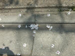 park_sakura2.jpg