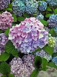 2011061816400000_edited-1.jpg