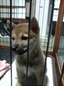 さくらちゃん。