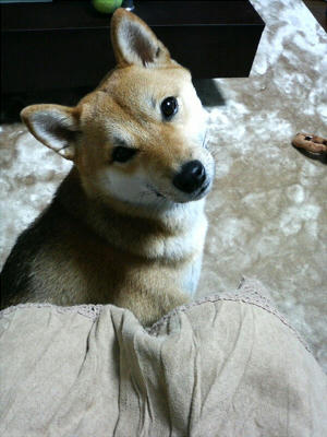 さくら。