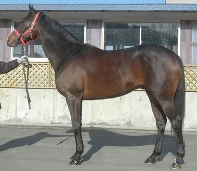 ウインボールド200903