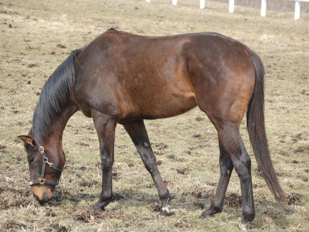 ウインブシドウ20120420