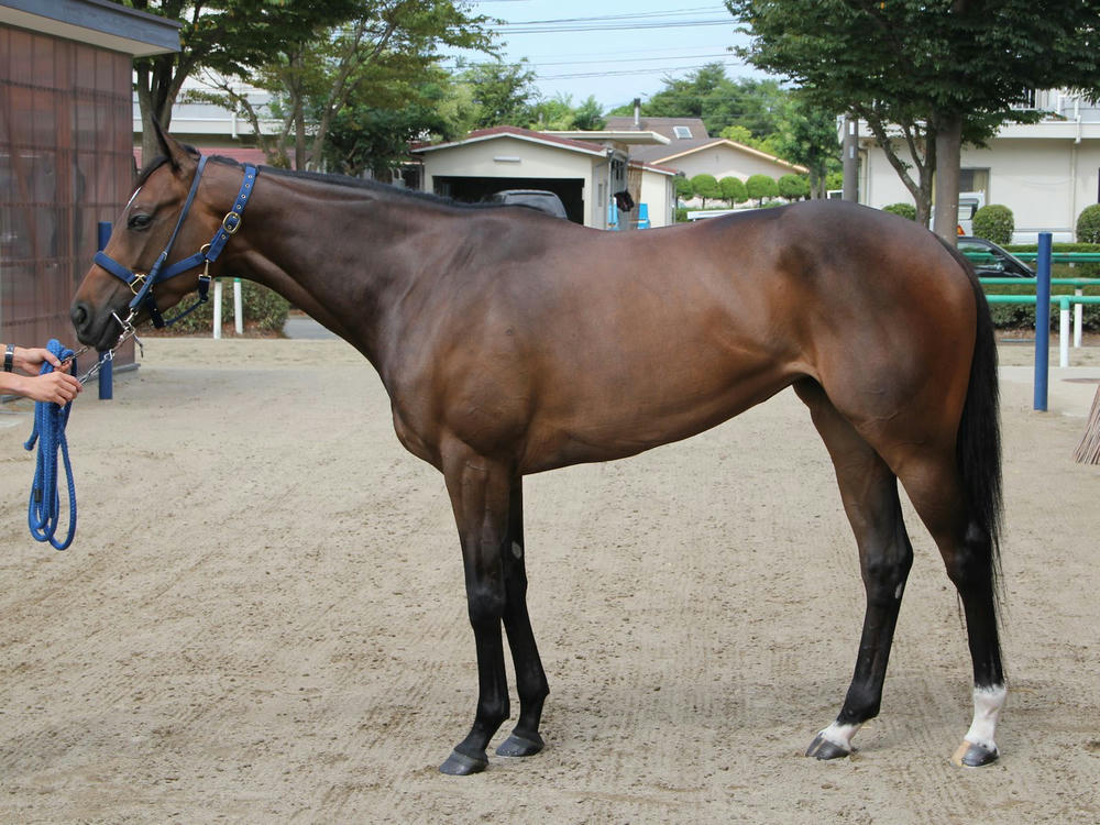 ウインフロレゾン201208