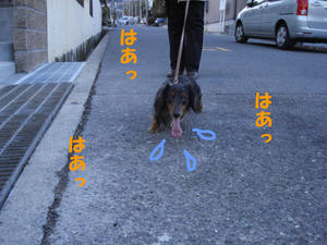 散歩必死兜２