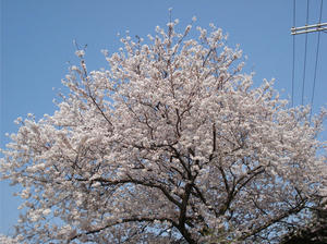 桜