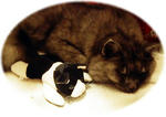 mie-cat.jpg