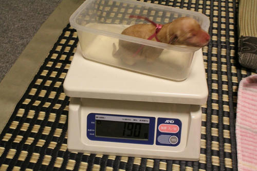 20111121puppys16赤