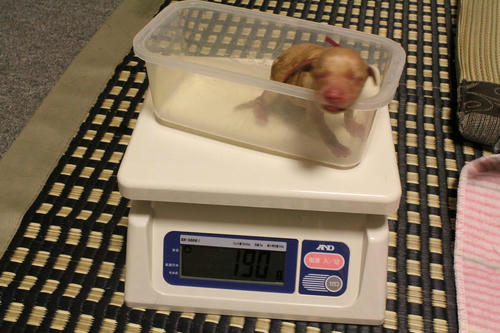 20111121puppys17赤