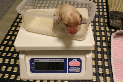 20111121puppys14青