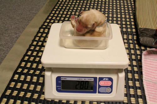 20111121puppys07青