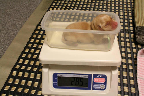 20111121puppys13緑
