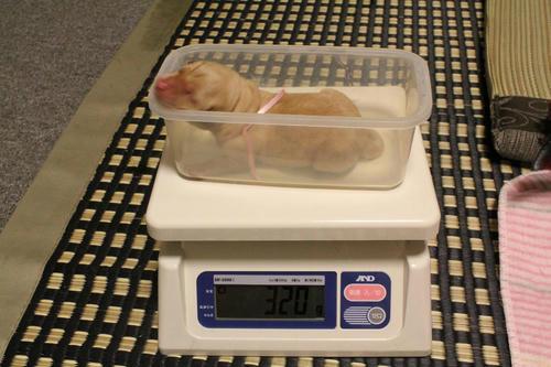 20111121puppys08桃