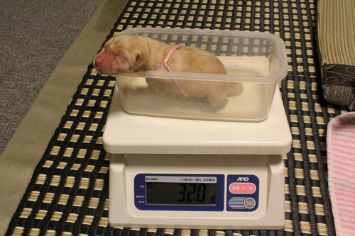 20111121puppys09桃