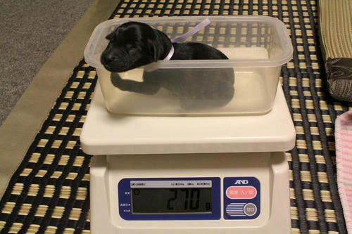 20111121puppys19紫