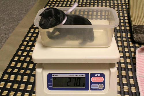 20111121puppys20紫