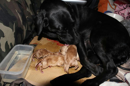 20111121puppys02