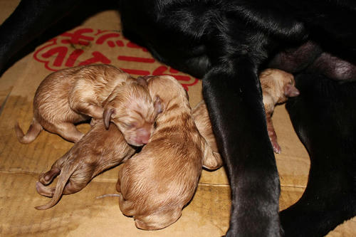 20111121puppys04