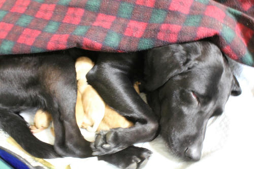 20111121puppys21