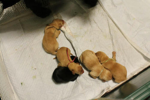 20111121puppys22