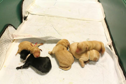 20111121puppys24