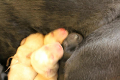 20111122puppys06