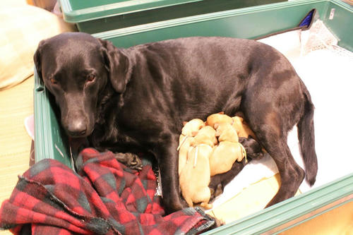 20111122puppys07