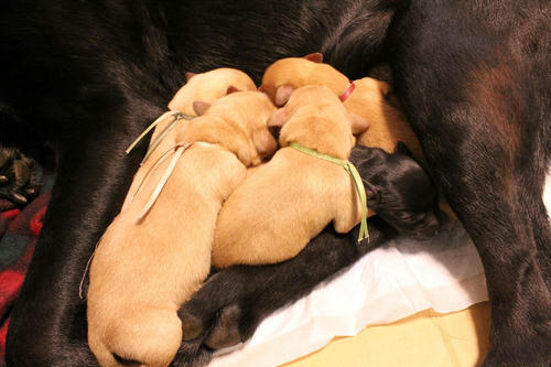 20111122puppys08