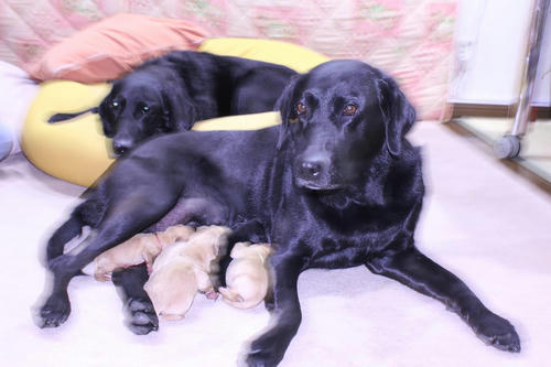 20111122puppys10withクロ