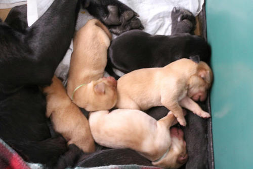 20111123puppys1