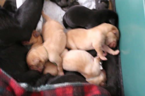 20111123puppys3