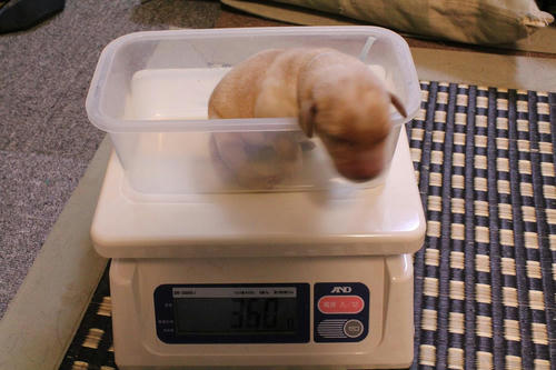 20111124puppys2青