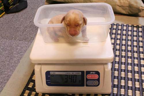 20111124puppys5緑