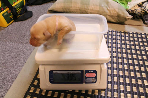 20111124puppys8桃
