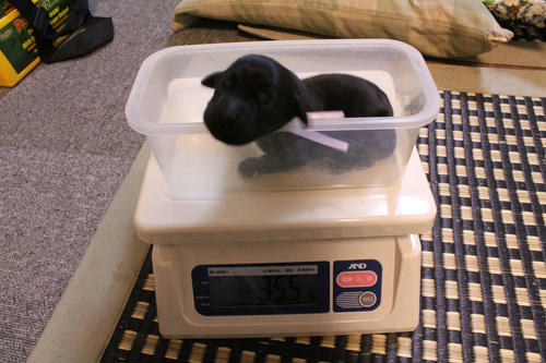 20111124puppys11紫