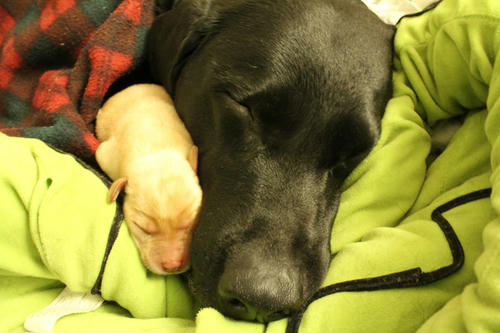 20111124puppys15青