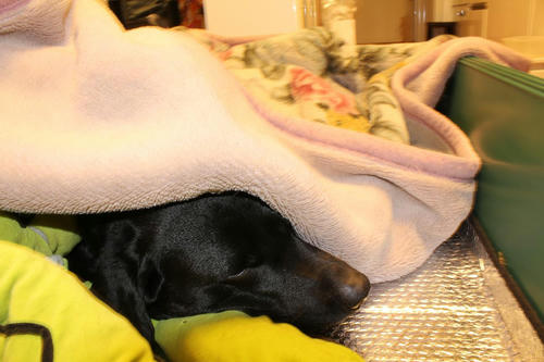 20111124puppys20母