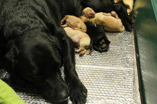 20111124puppys18母