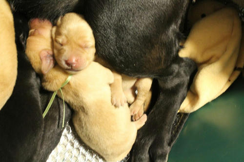 20111124puppys16緑と桃