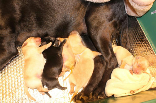 20111124puppys24