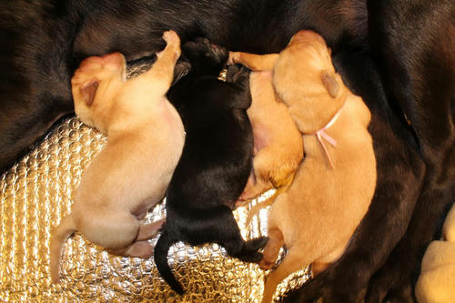 20111124puppys27