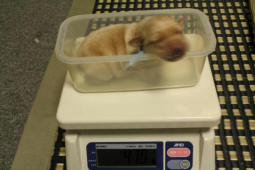 20111125puppys02青