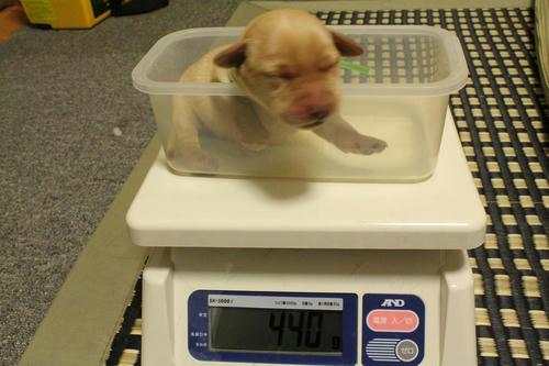 20111125puppys04緑