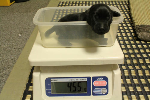 20111125puppys07紫