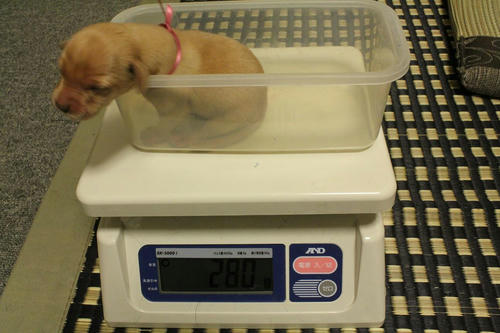 20111125puppys13赤