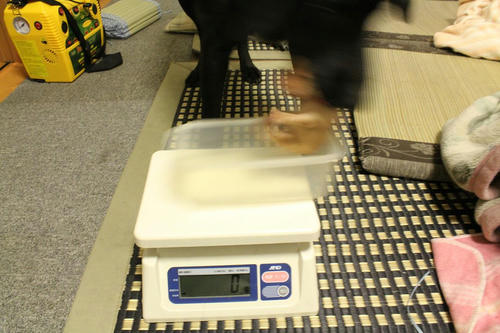 20111125puppys16赤